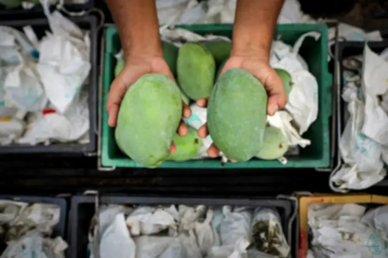 Peniaga Terengganu Rugi RM25,280 Dalam Penipuan Jualan Mangga Harumanis QR