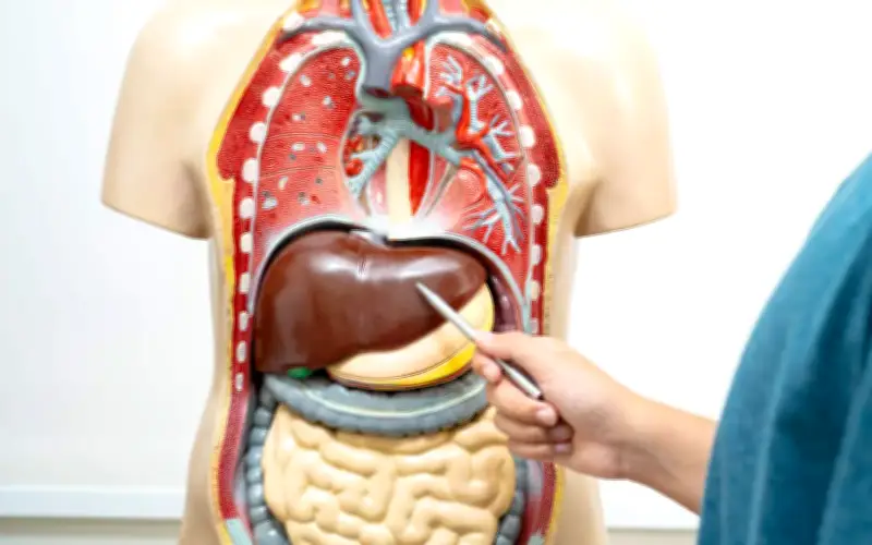 Penyakit Hati Berkaitan Gaya Hidup Diramal Jejas 1.8 Bilion Orang Menjelang 2050