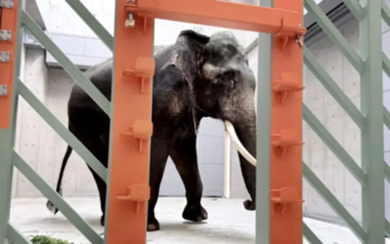 Perhilitan Tegaskan Rawatan Gading Gajah Kelat Ikut Prosedur Veterinar