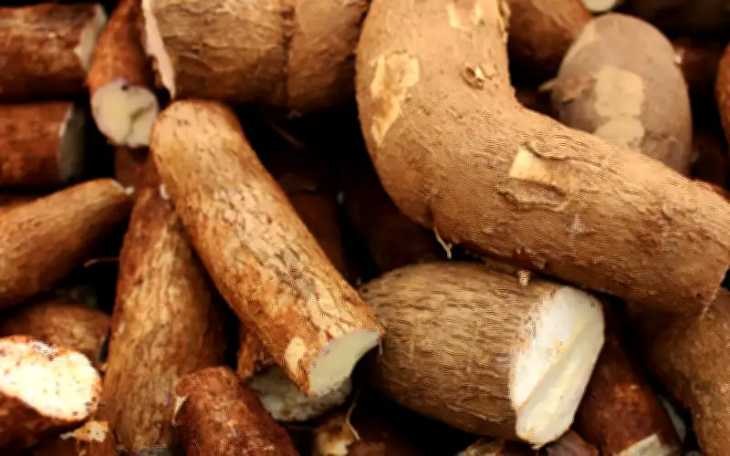 Permintaan ubi kayu melonjak, jadikan tanaman ini lombong emas petani Kemboja