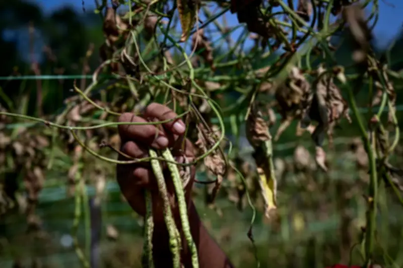 Petani Dungun Rugi RM20,000 Akibat Cuaca Panas Musnahkan Tanaman
