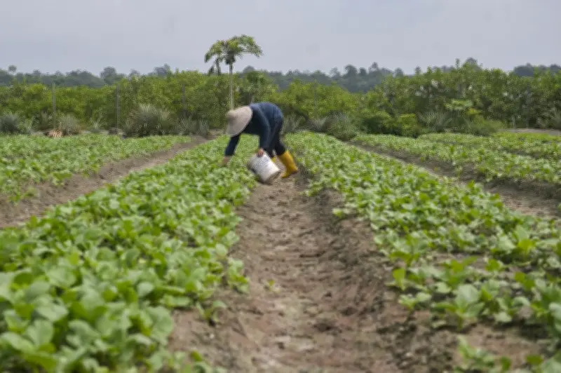 Petani Sayur Malaysia Hadapi Tekanan Kos, Ada Yang Kurangkan Pengeluaran