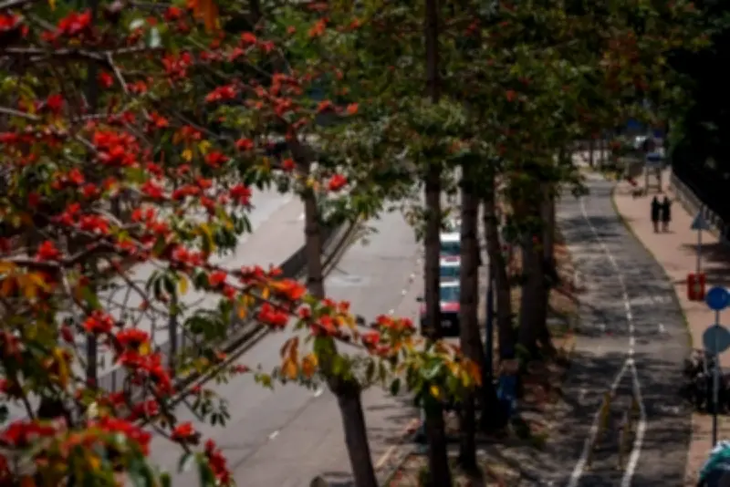 Pokok 'Wira' Hong Kong Hilang Keindahan Akibat Pemanasan Iklim Global