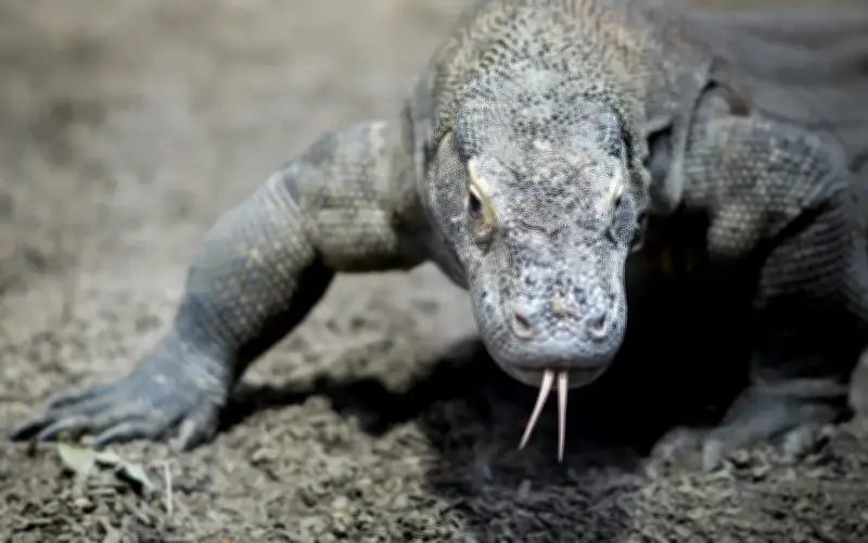 Polis Indonesia Tangkap Enam Suspek Seludup Komodo ke Thailand