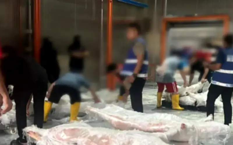 Polis rampas 22 bangkai babi dalam serbuan di pusat pengedaran Skudai