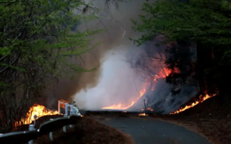 Ratusan Anggota Bomba Bertempur dengan Kebakaran Hutan di Jepun
