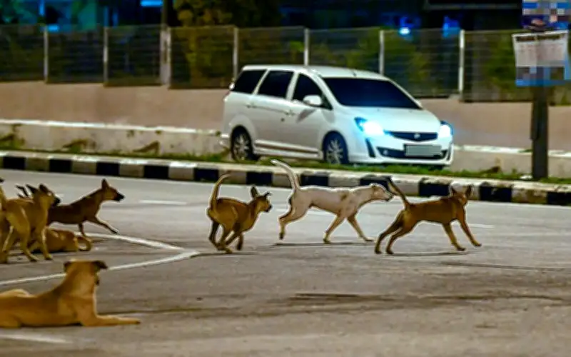 Sarawak Lancar Umpan Vaksin Oral untuk Anjing Terbiar dalam Kawalan Rabies