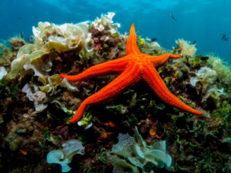 Singapura Labur RM186.4 Juta untuk Pusat Penyelidikan Marin Baharu