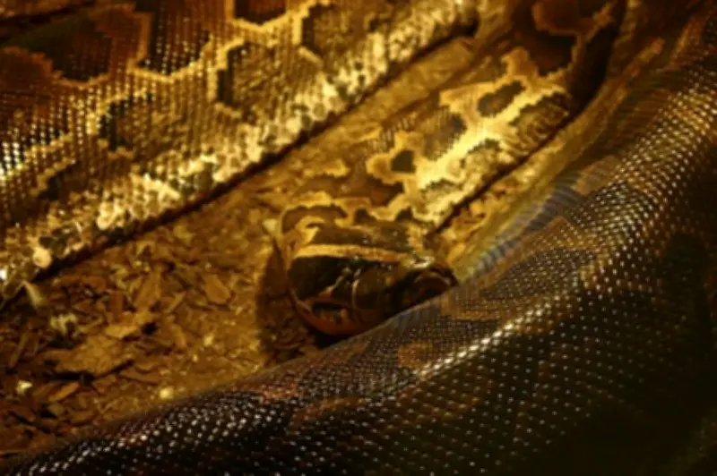 Sulitkan Rangkaian Haram: Perhilitan Ramas RM36.8 Juta Bahagian Hidupan Liar di Johor