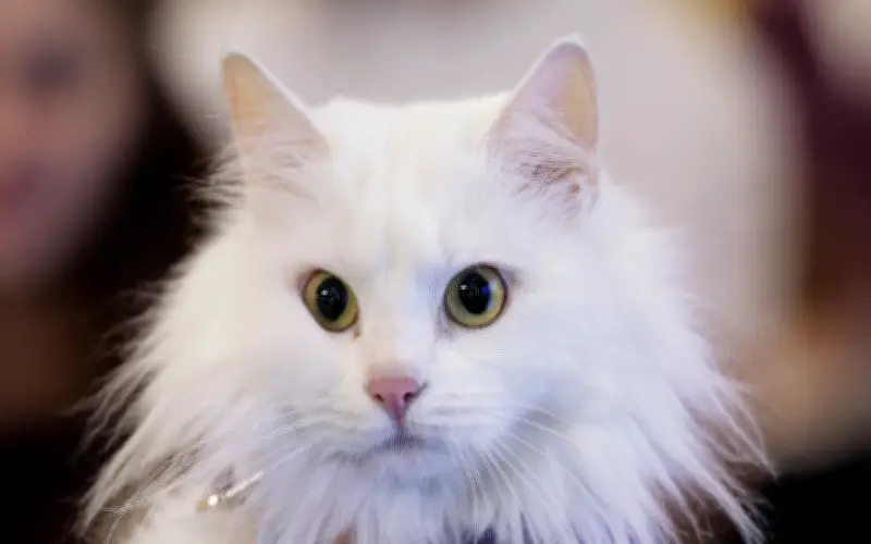 Syarikat Jepun mohon kelulusan ubat penyakit buah pinggang kucing