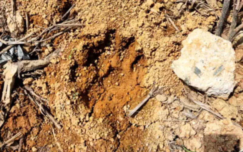Tapak Kaki Harimau Belang Dikesan di Ladang Kluang, Perhilitan Laksanakan Rondaan 14 Hari