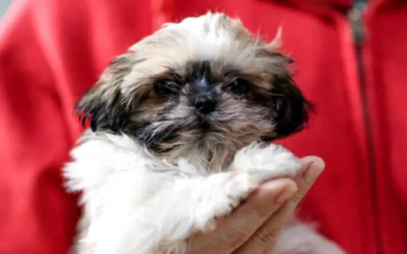 Tencent Lancar Saluran Penstriman Khas Untuk Haiwan Peliharaan Di China