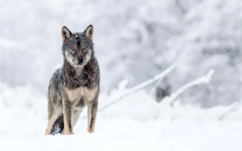 Tulang Rahang Purba Ubah Kisah Domestikasi Anjing Sebagai Sahabat Manusia