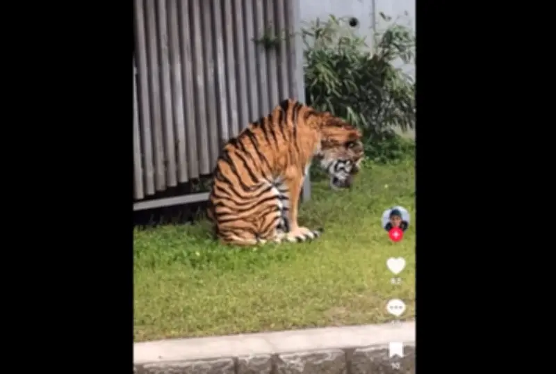 Video harimau Malaya kurus di Jepun timbulkan kebimbangan kebajikan haiwan