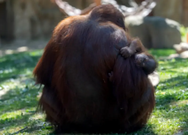 Video pertama orang utan Sumatera guna jambatan kanopi