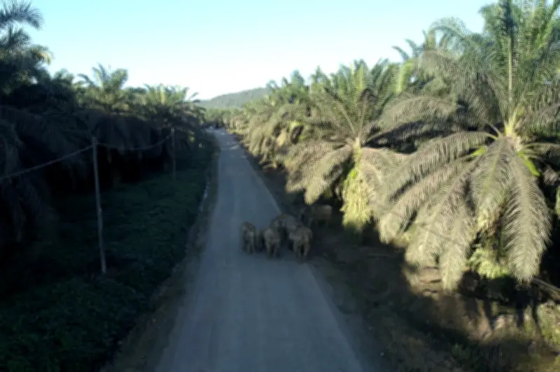 Warga Emas 69 Tahun Maut Ditindih Gajah Liar di Ladang Sawit Lahad Datu
