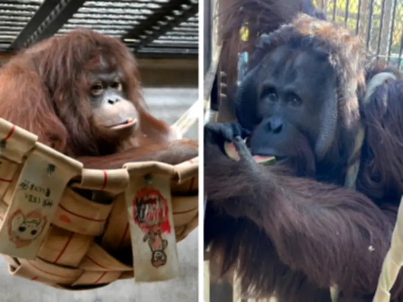 Zoo Jepun-Jalinan Indonesia: 'Omiai' Orangutan Borneo untuk Selamatkan Spesies Terancam