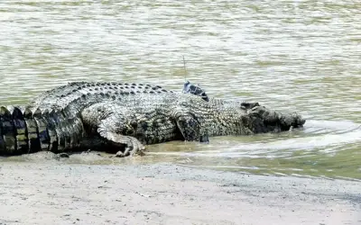 Budak 5 Tahun Hilang Disambar Buaya di Pantai Lahad Datu