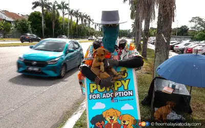 Francis Poh Dedikasikan Hujung Minggu untuk Selamatkan Anak Anjing Terbiar di Klang