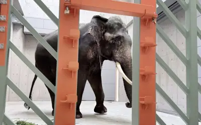 Perhilitan Tegaskan Rawatan Gading Gajah Kelat Ikut Prosedur Veterinar