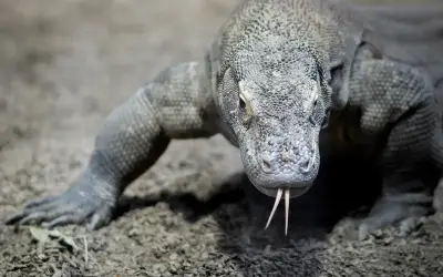 Polis Indonesia Tangkap Enam Suspek Seludup Komodo ke Thailand