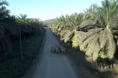 Warga Emas 69 Tahun Maut Ditindih Gajah Liar di Ladang Sawit Lahad Datu