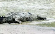 Budak 5 Tahun Hilang Disambar Buaya di Pantai Lahad Datu