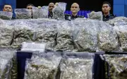 Dua Wanita Ditahan, Bunga Ganja RM14.7 Juta Dirampas