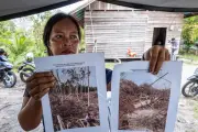 Hutan Orangutan Indonesia Dibersihkan untuk Syarikat Pembungkusan 'Karbon Neutral'