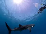 Jerung Paus Gergasi Muncul di Perairan Sarawak, Beri Pengalaman Luar Biasa Kepada Para Penyelam