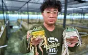 Keluarga Perak Teruskan Legasi Penternakan Katak Lemak yang Berjaya