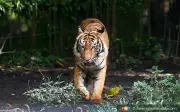Kes Harimau di Kluang: Jejak Dikesan Berhampiran Projek Pertanian Moden