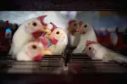 Malaysia terlalu bergantung pada import makanan ayam, cari alternatif