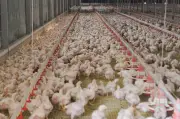 Penjual Ayam Jual 2,500 Ekor Hanya 90 Sen Seekor Habis Dalam 30 Minit