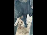 Perhilitan Terangkan Prosedur Rawatan Gading Gajah Kelat di Jepun