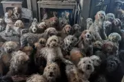RSPCA Selamatkan 250 Anjing dari Satu Rumah di UK, Gambar Viral Disangka AI