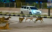Sarawak Lancar Umpan Vaksin Oral untuk Anjing Terbiar dalam Kawalan Rabies