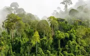 Selangor Hampir Capai Sasaran 11 Juta Pokok, Lebih 8 Juta Telah Ditanam