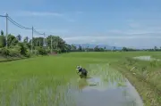 Stok Beras Negara Capai 300,000 Tan, Bekalan Makanan Stabil