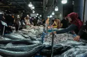 Stok Ikan Malaysia Mampu Bertahan Tiga Bulan Meskipun Krisis Global