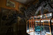 Tas Tangan 'Kulit T. rex' Hasil Kolagen Fosil Dinosaurus Dipamerkan di Amsterdam
