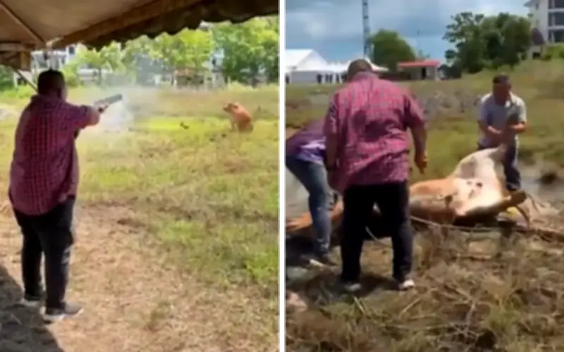 Ahli Parlimen soal MB Perlis tembak lembu tanpa lesen senjata api