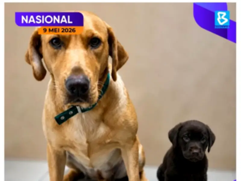 Anak Anjing Labrador 'Brave' Sertai Unit K9 Bomba