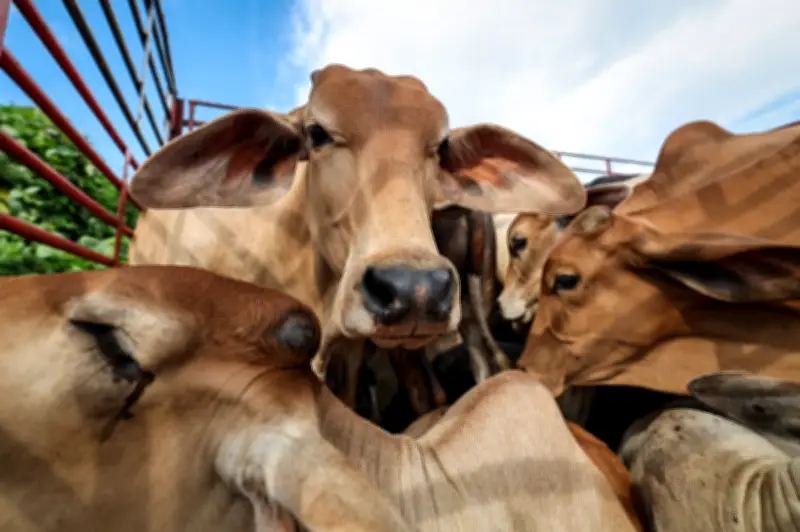 Anwar sumbang lembu korban kepada pengamal media Pahang