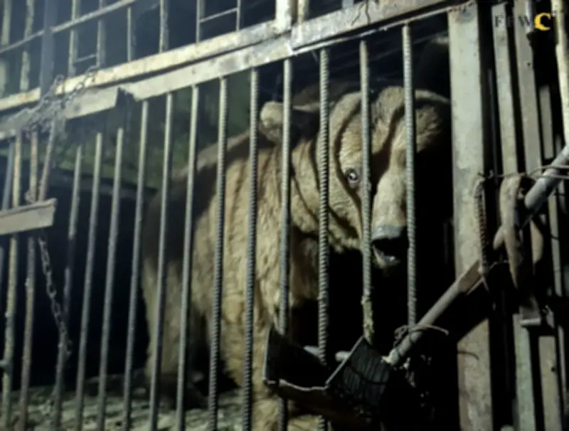 Beruang di Armenia diselamatkan dari sangkar, diberi kuki dan Coca-Cola