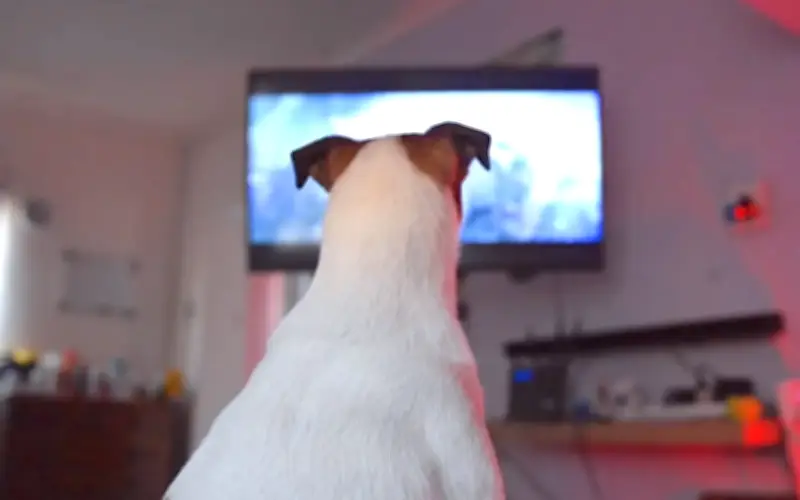 Bolehkah TV Hibur Anjing Semasa Anda Tiada di Rumah?