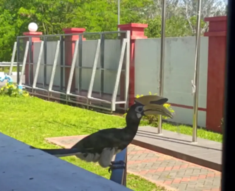 Burung enggang lucukan anggota bomba Lutong dengan ketukan tingkap