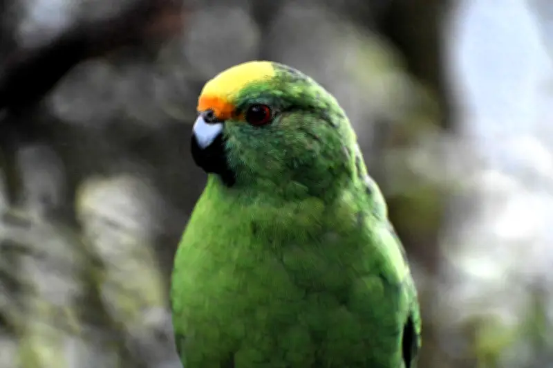 Burung Kakaktua Karaka: Pasangan Super Baka Hasilkan 55 Anak, Selamatkan Spesies