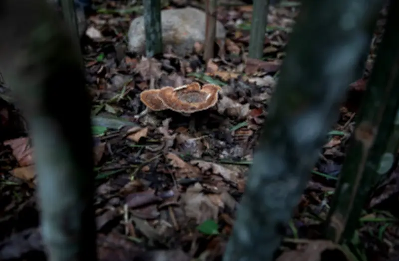 Cendawan susu harimau 'pupus' kembali ke hutan Perak projek konservasi Orang Asli