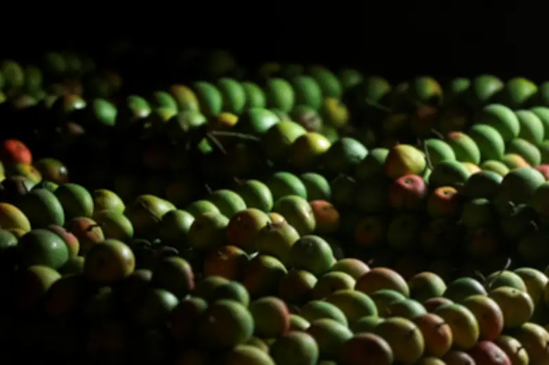 Cuaca Buruk Musnahkan Tanaman Mangga Alphonso India, Industri Rugi AS$2.3 Bilion